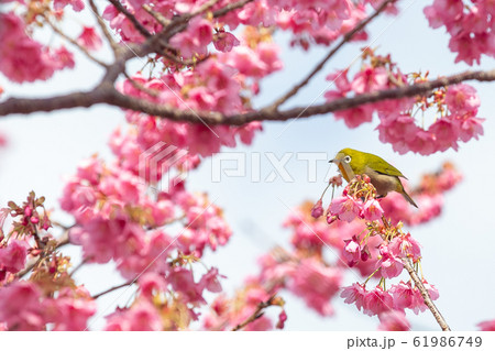 桜とメジロ 61986749