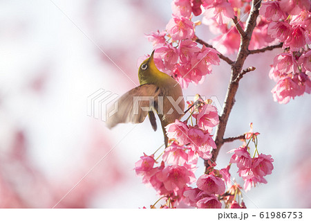 羽ばたくメジロと桜 61986753