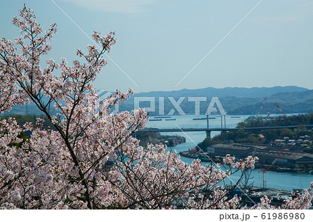 桜 尾道千光寺公園の桜 桜 尾道千光寺公園の桜 61986980