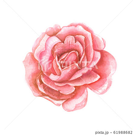 Color watercolor illustration of a red rose flower close-up on a white isolated background 61988682