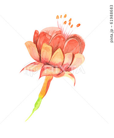 Color watercolor illustration of fuchsia flowers and leaves closeup on a isolated background 61988683