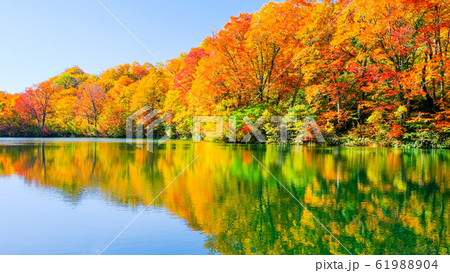 鎌池の紅葉 61988904