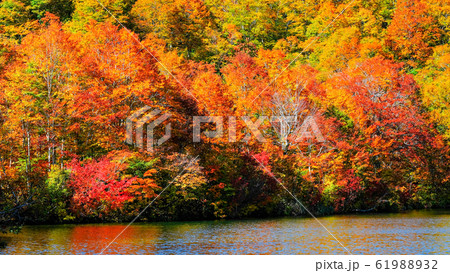 鎌池の紅葉 鎌池の紅葉 61988932