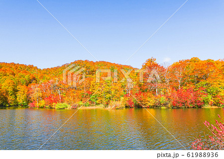 鎌池の紅葉 61988936