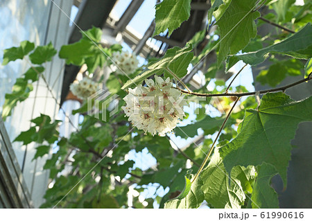 白いドンベアの花 61990616