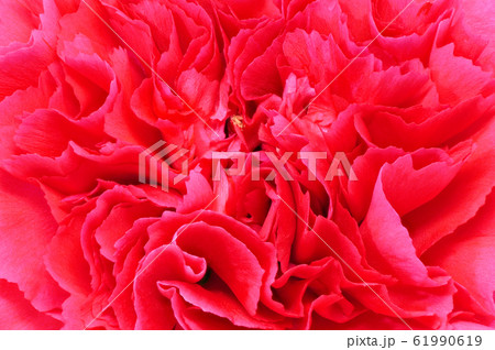 【カーネーション】 (深度合成) 61990619