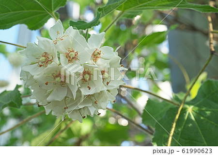 白いドンベアの花 61990623