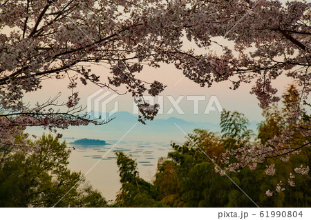 桜　東広島市安芸津町正福寺山公園の桜 61990804