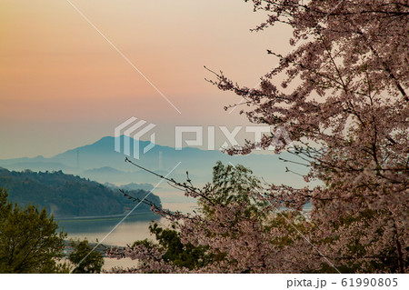 桜 東広島市安芸津町正福寺山公園の桜 桜 東広島市安芸津町正福寺山公園の桜 61990805