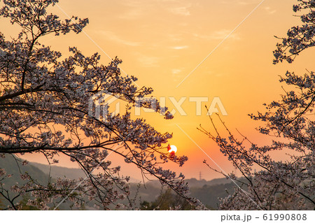 桜　東広島市安芸津町正福寺山公園の桜 61990808