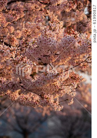 桜 東広島市安芸津町正福寺山公園の桜 桜 東広島市安芸津町正福寺山公園の桜 61990817