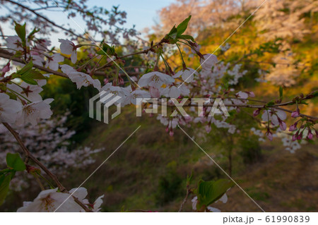 桜 東広島市安芸津町正福寺山公園の桜の写真素材