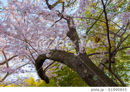 桜 東広島市安芸津町正福寺山公園の桜の写真素材