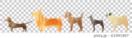 5隻小狗 5隻小狗 61991907