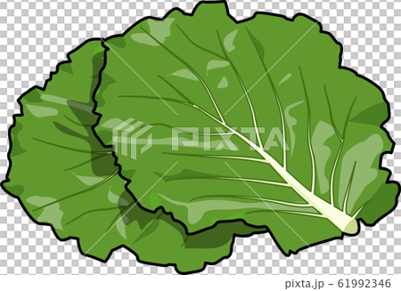 ケールのイラスト素材 61992346 Pixta