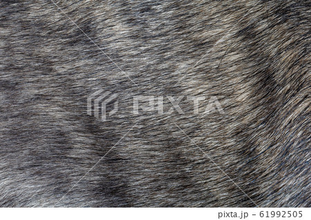 Close up gray dog skin for animal pattern and 61992505