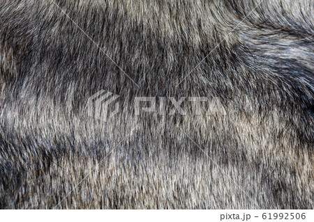 Close up gray dog skin for animal pattern and 61992506