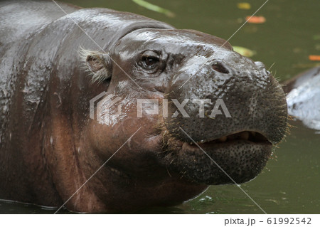 Dwarf hippopotamus smile on face in water at 61992542