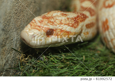Close up head corn snake have orange and white Close up head corn snake have orange and white 61992572
