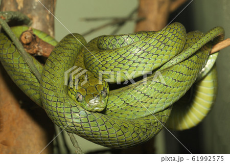 close up green cat eye snake on tree in thailand 61992575