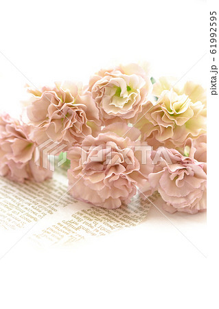 ニュアンスカラーのカーネーション 61992595