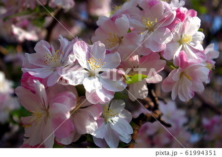 full bloom sakura 61994351