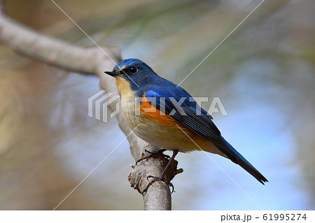ルリビタキ オス 61995274