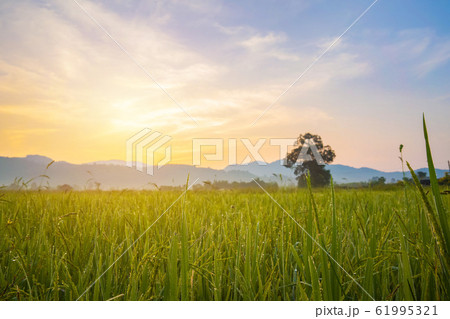 Paddy rice field in morning time. 61995321
