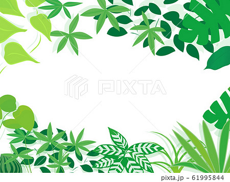 観葉植物のフレーム背景（白）のイラスト素材 [61995844] - PIXTA