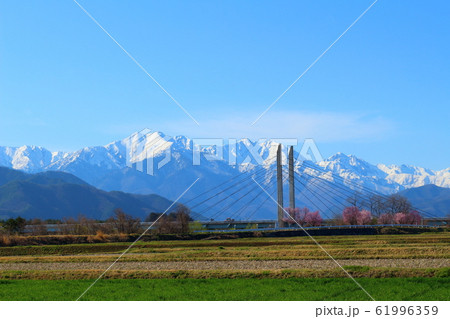 美しき桜の花　その202002　：　　花と植物が織りなす色紙　その202002 61996359
