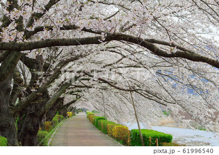 美しき桜の花 その202002 : 花と植物が織りなす色紙 その202002 美しき桜の花 その202002 : 花と植物が織りなす色紙 その202002 61996540