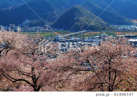 美しき桜の花　その202002　：　　花と植物が織りなす色紙　その202002 61996547