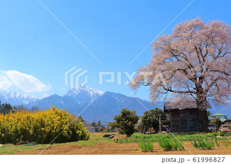 美しき桜の花　その202002　：　　花と植物が織りなす色紙　その202002 61996827