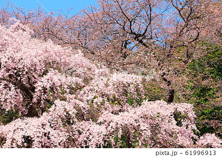 美しき桜の花 その202002 : 花と植物が織りなす色紙 その202002 美しき桜の花 その202002 : 花と植物が織りなす色紙 その202002 61996913