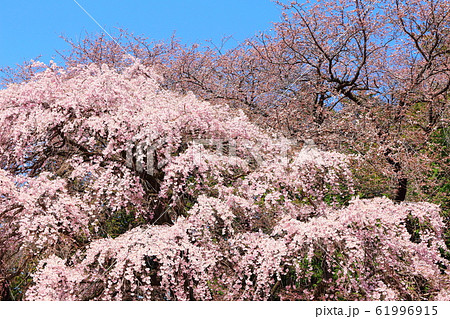 美しき桜の花 その202002 : 花と植物が織りなす色紙 その202002 美しき桜の花 その202002 : 花と植物が織りなす色紙 その202002 61996915