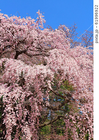 美しき桜の花 その202002 : 花と植物が織りなす色紙 その202002 美しき桜の花 その202002 : 花と植物が織りなす色紙 その202002 61996922