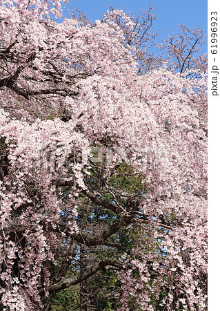 美しき桜の花 その202002 : 花と植物が織りなす色紙 その202002 美しき桜の花 その202002 : 花と植物が織りなす色紙 その202002 61996923