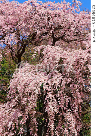 美しき桜の花 その202002 : 花と植物が織りなす色紙 その202002 美しき桜の花 その202002 : 花と植物が織りなす色紙 その202002 61996925