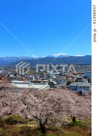 美しき桜の花　その202002　：　　花と植物が織りなす色紙　その202002 61996947