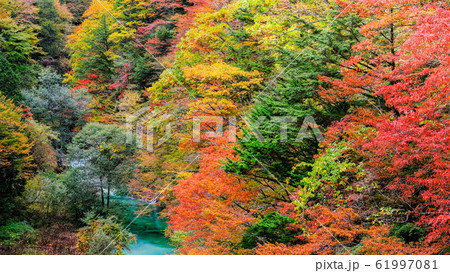 高瀬渓谷の紅葉 61997081