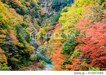 高瀬渓谷の紅葉 61997089