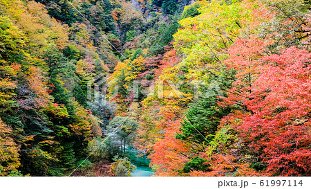 高瀬渓谷の紅葉 高瀬渓谷の紅葉 61997114