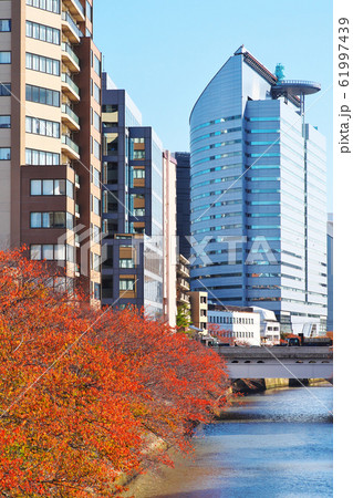 紅葉の目黒川 ふれあい橋から望む 61997439