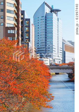 紅葉の目黒川 ふれあい橋から望む 61997440