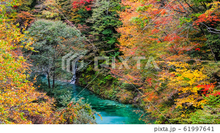 高瀬渓谷の紅葉 61997641