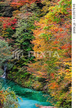 高瀬渓谷の紅葉 高瀬渓谷の紅葉 61997646
