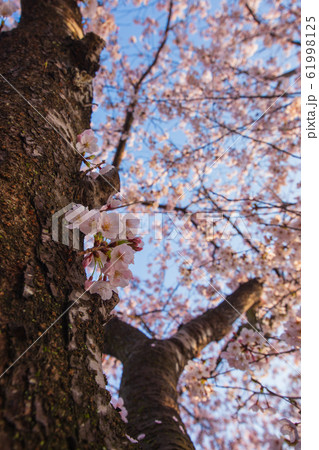 桜　東広島市公園の桜 61998125