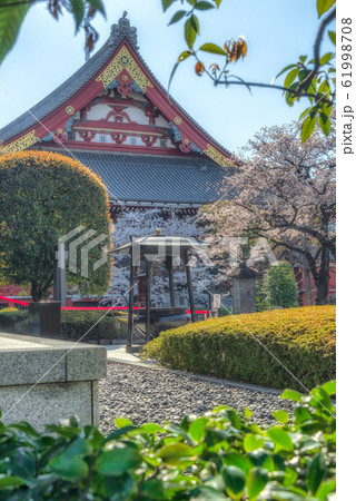 The scenery of sakura blooming and colorful foliage in Asakusa temple. 61998708