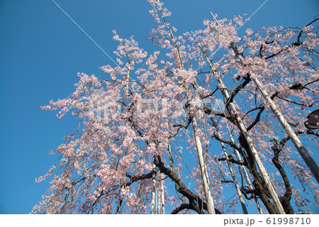 Cherry blossom or sakura in springtime. Cherry blossom or sakura in springtime. 61998710