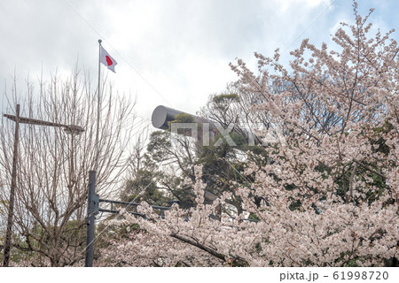 The scenery of blooming sakura in Chidorigafuchi park. The scenery of blooming sakura in Chidorigafuchi park. 61998720